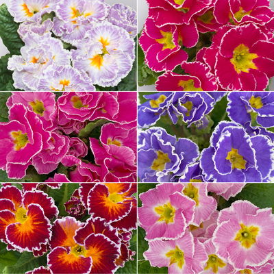 Primel 'Sirococco', Farben zufällig, gerüscht, Topf-Ø 11 cm, 8 Pflanzen