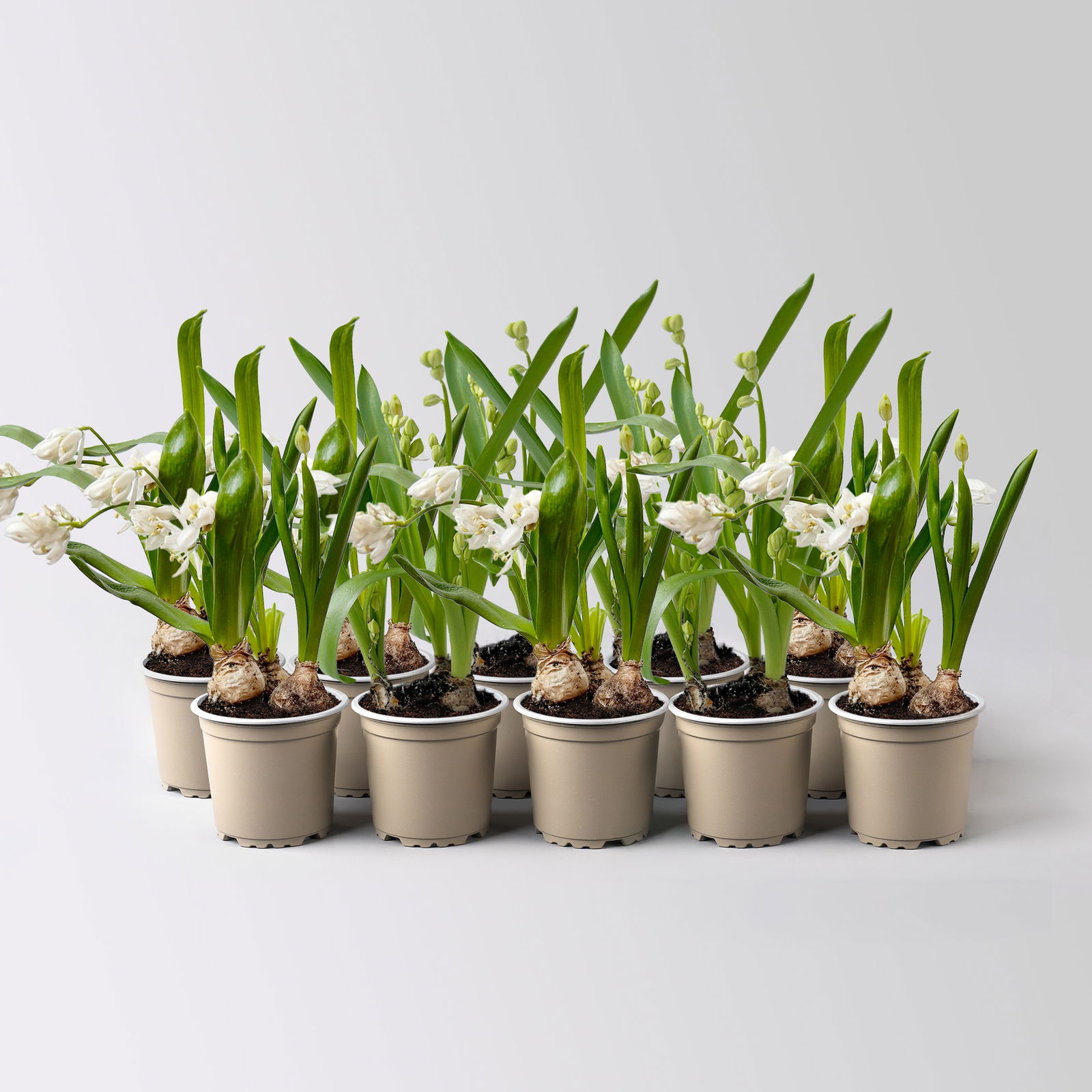 Scilla, weiß, vorgetrieben, Topf-Ø 5 cm, 10 Pflanzen Scilla, weiß, vorgetrieben, Topf-Ø 5 cm, 10 Pflanzen