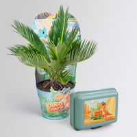 Dino Snack®, Timo, Cycas, Topf-Ø 14 cm, mit Brotdose