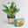 Dino Snack®, Timo, Cycas, Topf-Ø 14 cm, mit Brotdose Dino Snack®, Timo, Cycas, Topf-Ø 14 cm, mit Brotdose