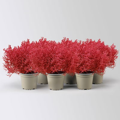 Calocephalus, rot gefärbt, Topf-Ø 12 cm, 6 Pflanzen