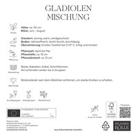 Kölles Beste XXL Gladiolen Mischung, 30 Blumenknollen