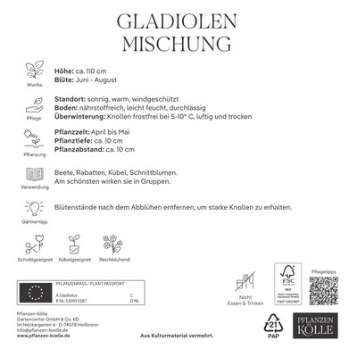 Kölles Beste XXL Gladiolen Mischung, 30 Blumenknollen