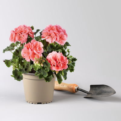 Geranie lachs, stehend, Topf-Ø 13 cm, 6 Stück