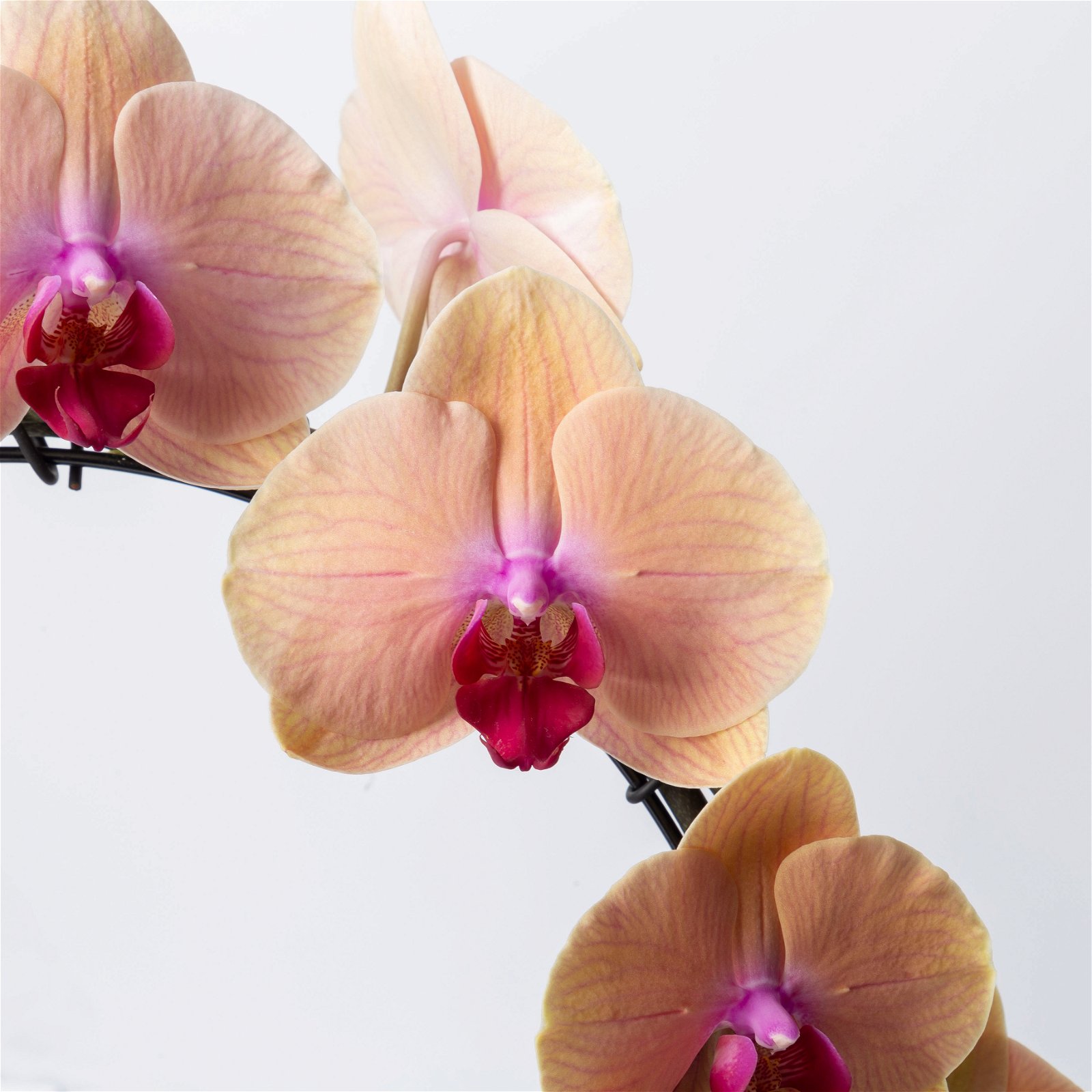 Schmetterlingsorchidee, orange + rote Lippe, Bogen, Topf-Ø 12 cm, Höhe 45 cm
