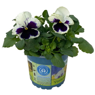 Stiefmütterchen, weiß, Sorte zufällig, Topf-Ø 13 cm, 6 Pflanzen