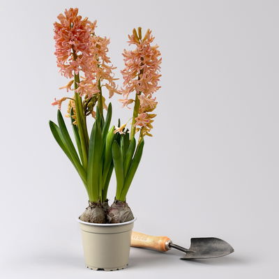 Hyazinthe gelb & orange, vorgetrieben, Topf-Ø 12 cm, 6 Pflanzen