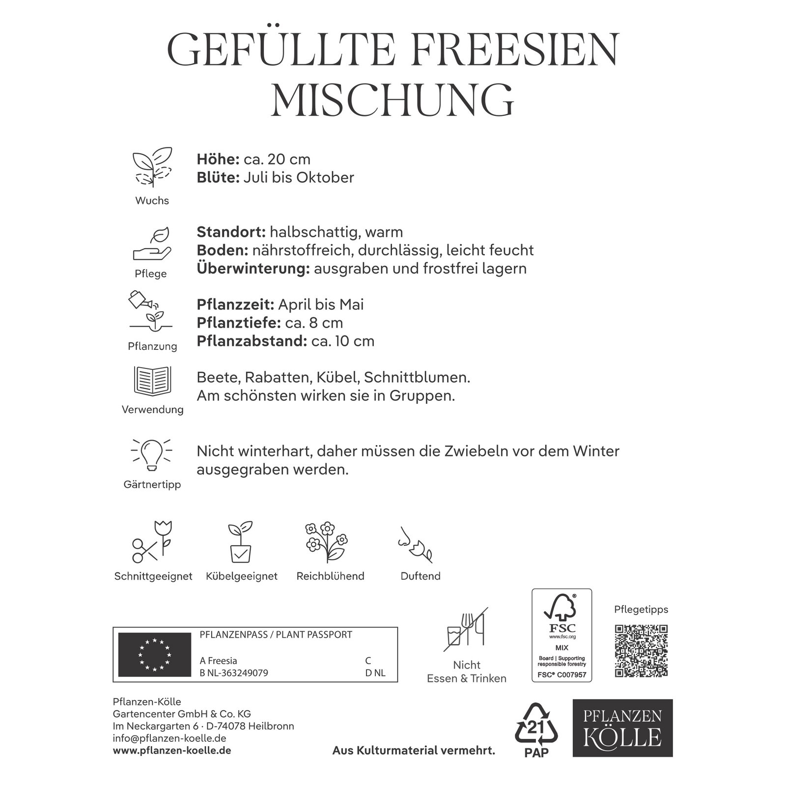 Kölles Beste Gefüllte Freesien Mischung, gelb, weiß, orange, 50 Blumenknollen