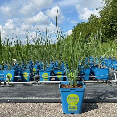 Bio Riesen-Rutenhirse 'Northwind', Topf 5 Liter, Wuchshöhe ca. 170-180cm