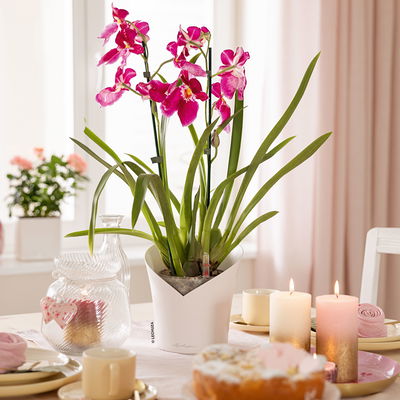 Lechuza 'Orchidea', weiß, ca. Ø 18 x H 20 cm