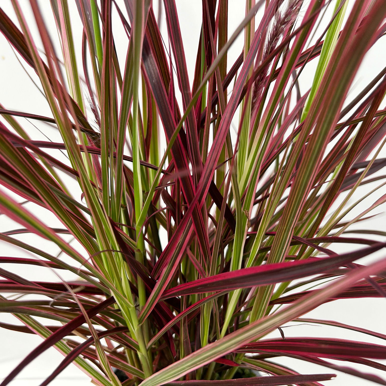 Lampenputzergras 'Fireworks', bunt, Topf-Ø 13 cm, 3 Pflanzen