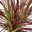 Lampenputzergras 'Fireworks', bunt, Topf-Ø 13 cm, 3 Pflanzen