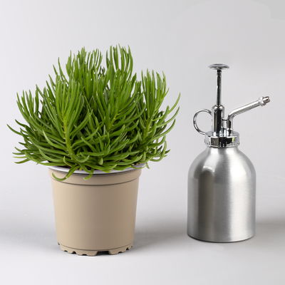 Senecio, verschiedene Arten nach Verfügbarkeit, Topf-Ø 12 cm, 3er-Set Senecio, verschiedene Arten nach Verfügbarkeit, Topf-Ø 12 cm, 3er-Set