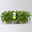 Duftgeranie 'Freshfruity® Lemon Fresh', Topf-Ø 12 cm, 6 Pflanzen Duftgeranie 'Freshfruity® Lemon Fresh', Topf-Ø 12 cm, 6 Pflanzen
