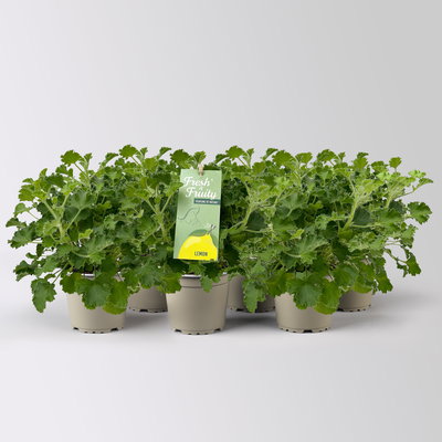 Duftgeranie 'Freshfruity® Lemon Fresh', Topf-Ø 12 cm, 6 Pflanzen