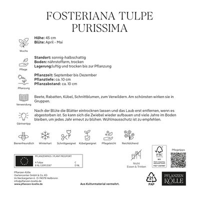 XXL Fosteriana Tulpen Purissima weiß, 7 Blumenzwiebeln