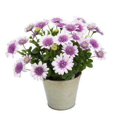Osteospermum rosa/lila gefüllt, Topf-Ø 12 cm, 6 Stück Osteospermum rosa/lila gefüllt, Topf-Ø 12 cm, 6 Stück