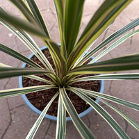 Keulenlilie 'Variegata', grün-weiß, Topf-Ø 17 cm, 2 Pflanzen Keulenlilie 'Variegata', grün-weiß, Topf-Ø 17 cm, 2 Pflanzen