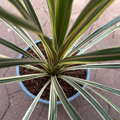 Keulenlilie 'Variegata', grün-weiß, Topf-Ø 17 cm, 2 Pflanzen Keulenlilie 'Variegata', grün-weiß, Topf-Ø 17 cm, 2 Pflanzen