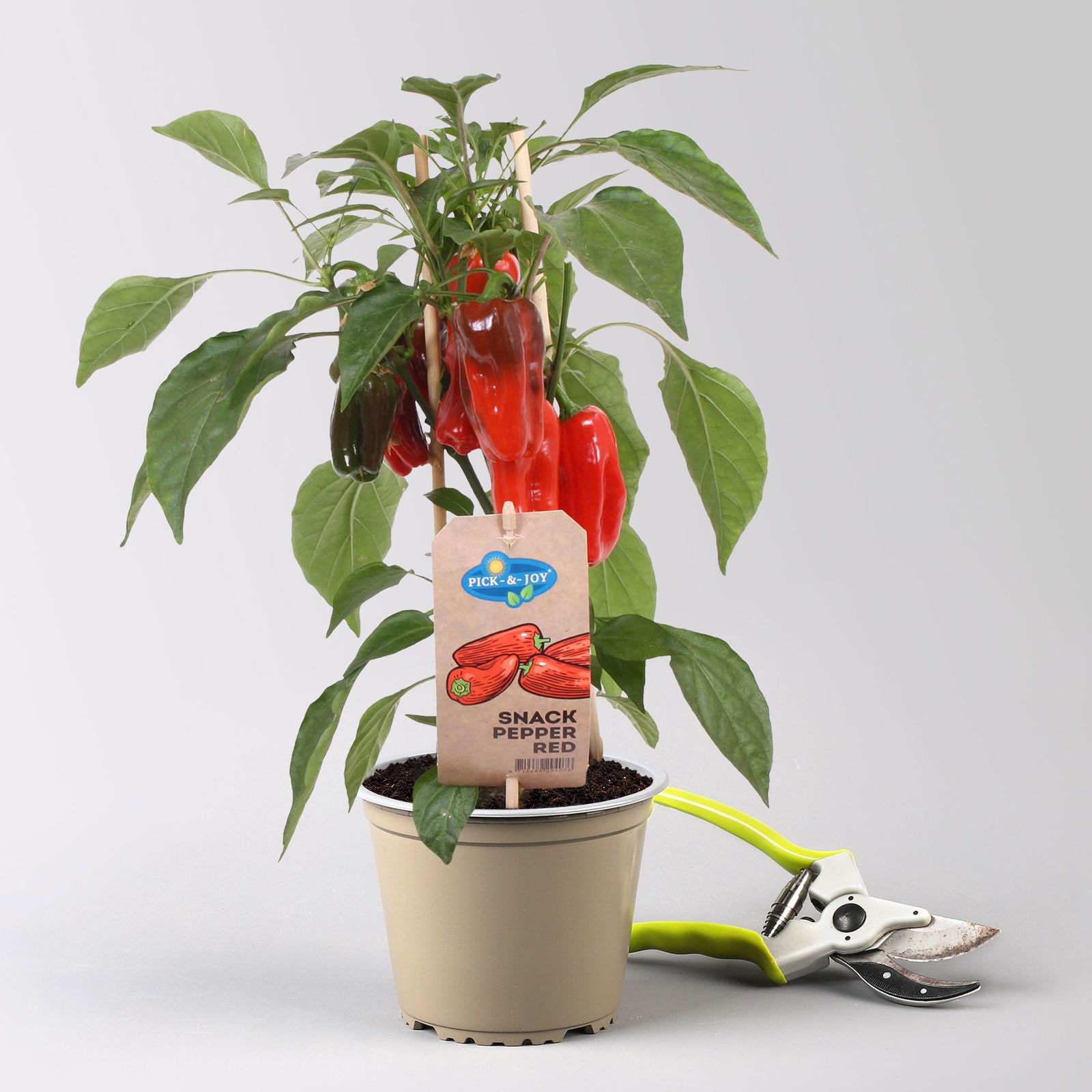 Kölle Naschgemüse Paprika Mix 'Pick-&-Joy®, Topf-Ø 14 cm, 4 Pflanzen