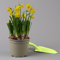 Narzisse 'Tête-à-Tête' gelb, vorgetrieben, Topf-Ø 15 cm, 3 Pflanzen