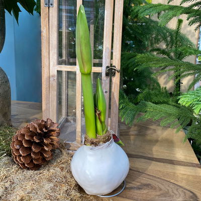 Amaryllis in Wachs, Dekor 'White Mix', zufällig, Blüte rot, 2 Pflanzen