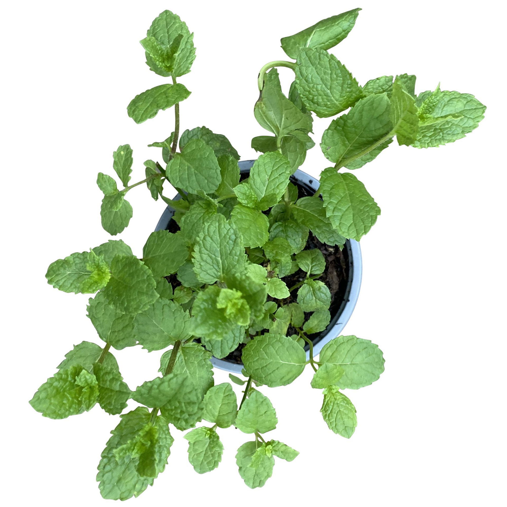 Marokkanische Minze, Kölle Bio, 12cm Topf, frisch aus unserer BioGärtnerei