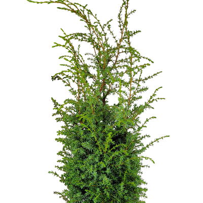 Silbriggrüner Säulenwacholder 'Excelsa', Höhe 40-60 cm, Topf 5 Liter, 2er-Set Silbriggrüner Säulenwacholder 'Excelsa', Höhe 40-60 cm, Topf 5 Liter, 2er-Set