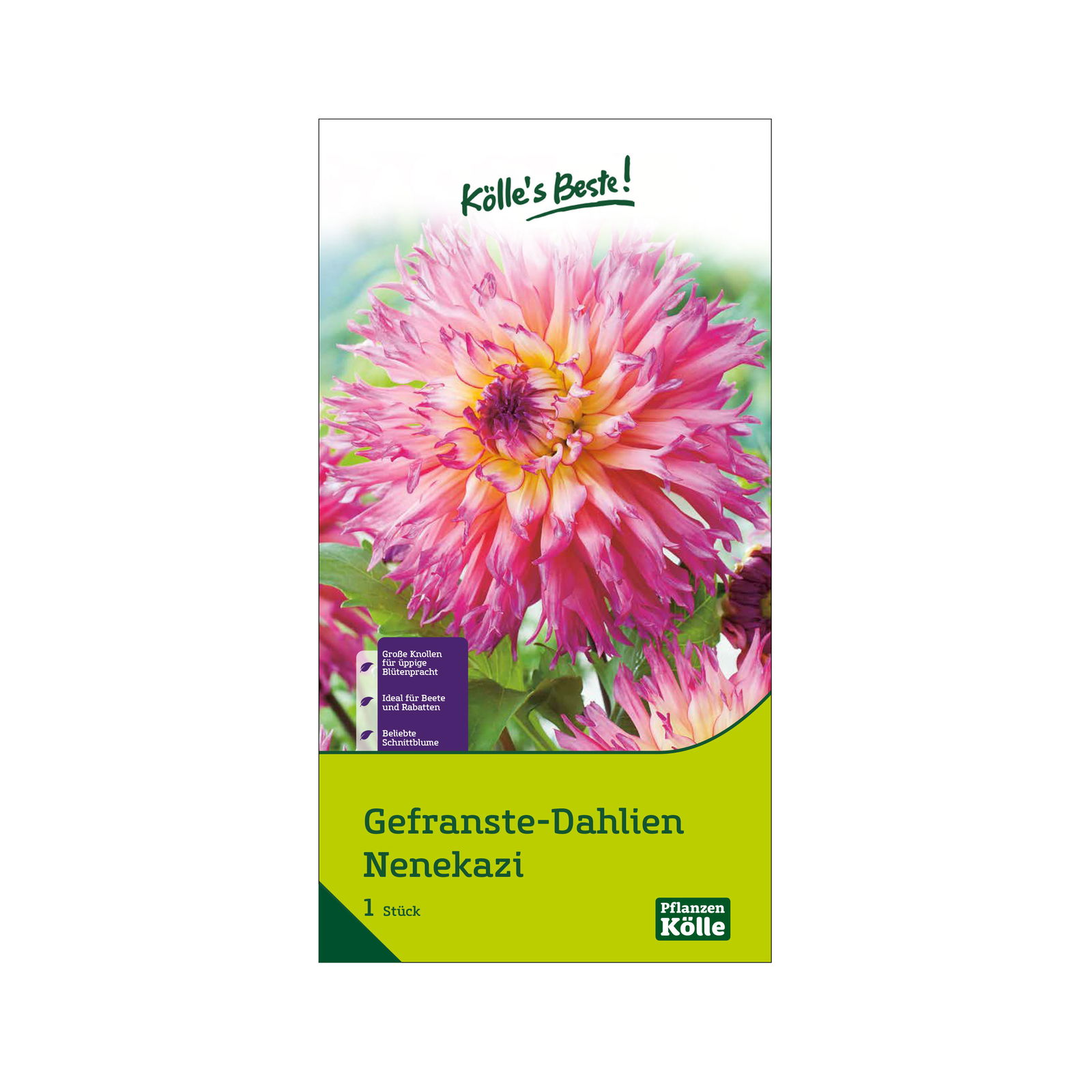 Dahlien 'Nenekazi', rosa, weiß, Größe 1, 1 Blumenknolle