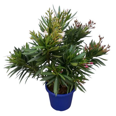 Oleander 'Trio' mehrfarbig, Topf-Ø 22 cm, Höhe ca. 60cm
