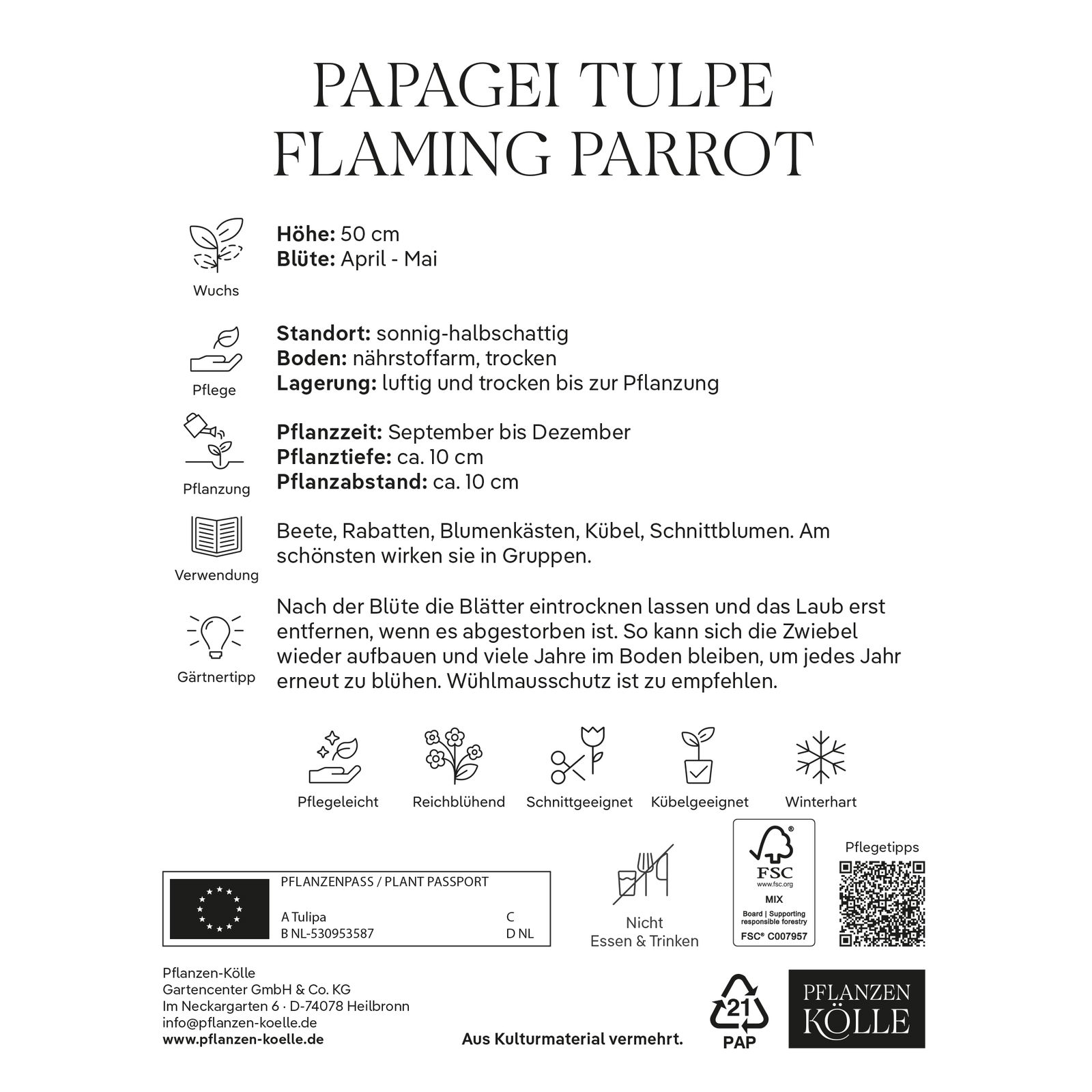 Papagei-Tulpen Flaming Parrot gelb/rot, 7 Blumenzwiebeln