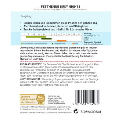 Blumensamen, Fetthenne 'Busy Nights', 200 Stück