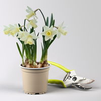 Zwiebelpflanzen-Set Romantik, rosa-lila-weiß, 9 Pflanzen