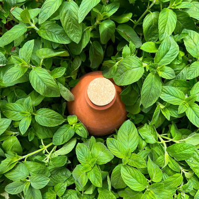 Olla Bewässerungskugel eingepflanzt zwischen Pflanzen