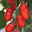 Tomatenpflanzen Dattel Mix F1, Topf-Ø 12 cm, 5er-Set