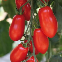 Tomatenpflanzen Dattel Mix F1, Topf-Ø 12 cm, 5er-Set