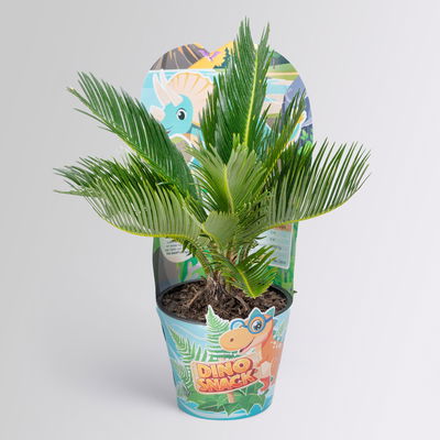 Dino Snack®, Timo, Cycas, Topf-Ø 14 cm, mit Brotdose Dino Snack®, Timo, Cycas, Topf-Ø 14 cm, mit Brotdose