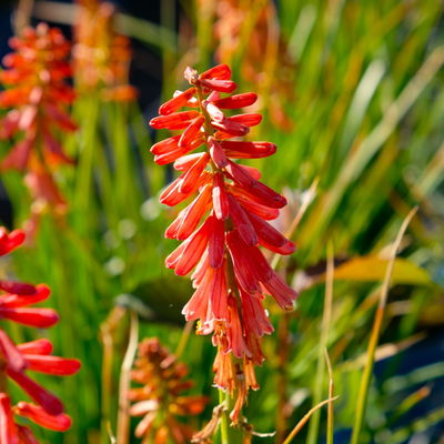 Fackellilie, Farbe zufällig, Topf-Ø ca. 19 cm