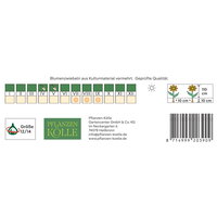 Kölles Beste Gladiole 'Zizanie'®, weiß, 10 Blumenknollen