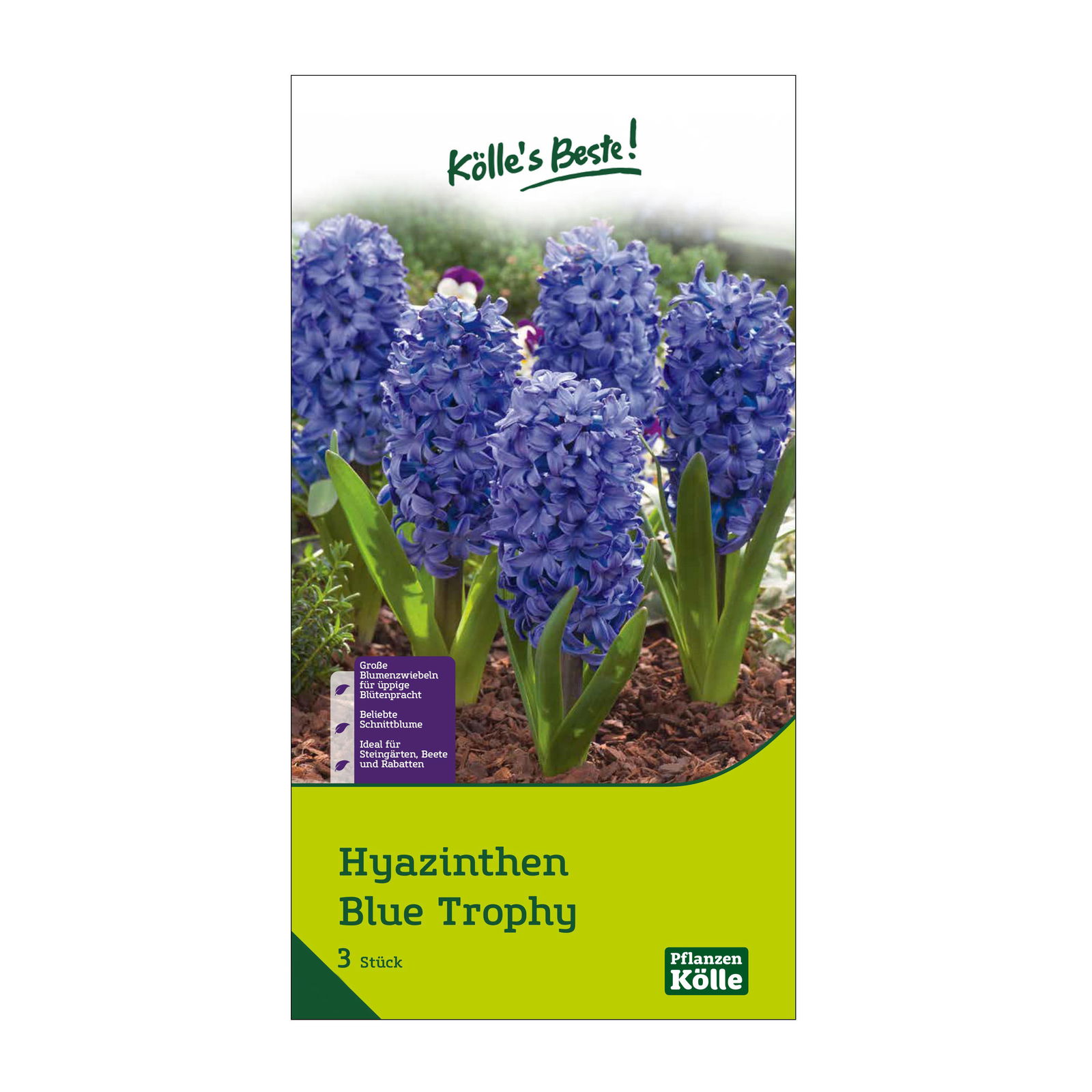 Garten-Hyazinthen 'Blue Trophy', blau, 3 Blumenzwiebeln