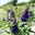 Zwerg-Sommerflieder, Buddleja davidii BUZZ™ 'Midnight'(s), schwarzblau, Topf 5 l