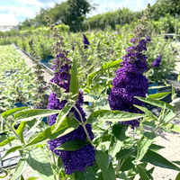 Zwerg-Sommerflieder, Buddleja davidii BUZZ™ 'Midnight'(s), schwarzblau, Topf 5 l