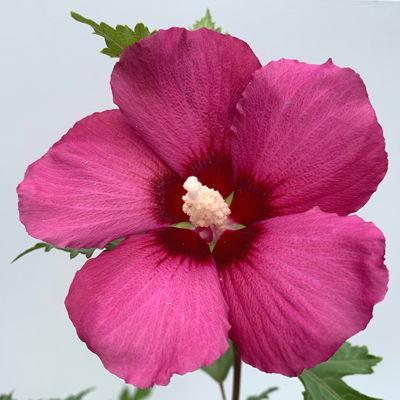 Säulen-Gartenhibiskus 'Flower Tower Ruby®' rosarot, Höhe 40-60 cm, Topf 5 l