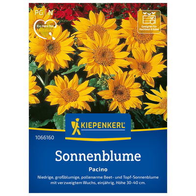Blumensamen, Sonnenblume 'Pacino', gelb