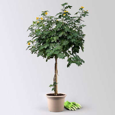 Gewürzrinde, gelb, Stamm, Topf-Ø 23, Höhe ca. 100 cm