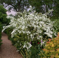 Dufthecke-Blütensträucher XL, 20er-Set, Höhe 80-100 cm, Topf 12+20 Liter