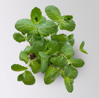 Spanische Minze, Kölle Bio, 12cm Topf, frisch aus unserer Bio-Gärtnerei Spanische Minze, Kölle Bio, 12cm Topf, frisch aus unserer Bio-Gärtnerei