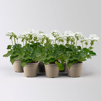 Geranie weiß, stehend, Topf-Ø 13 cm, 6 Stück Geranie weiß, stehend, Topf-Ø 13 cm, 6 Stück