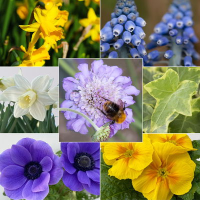 Pflanzenkreation Frühlingsgruß, 9 Pflanzen inkl. Erde & Dünger Pflanzenkreation Frühlingsgruß, 9 Pflanzen inkl. Erde & Dünger