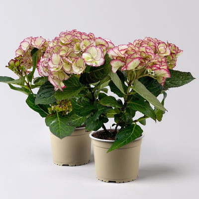 Hortensie 'Elfy' creme-rot, Topf-Ø 10cm, H: 22cm, 2er-Set Hortensie 'Elfy' creme-rot, Topf-Ø 10cm, H: 22cm, 2er-Set